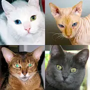 Скачать Кошки - Тест о породах кошек Взломанная [MOD Всё открыто] и [MOD Меню] на Андроид