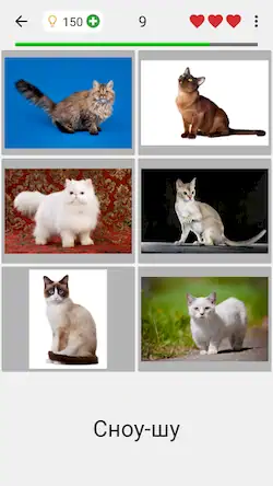 Скачать Кошки - Тест о породах кошек Взломанная [MOD Всё открыто] APK на Андроид